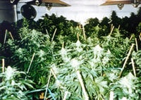 Hydroponics and 'grow-lights"' allow marijuana to be grown indoors.